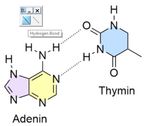 Wasserstoffbrücken zwischen den Nukleotidbasen Adenin und Thymin