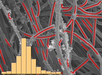 Mathematica 12: Bildverarbeitung in der Mikroskopie